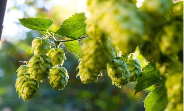 North Carolina Hops and Growing Hops