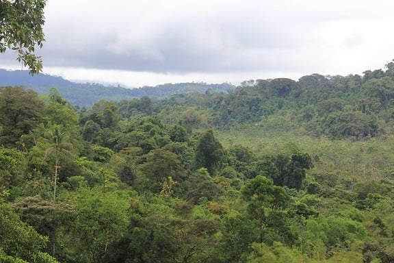 Sustainable Organic Farm, Osa, Puntarenas