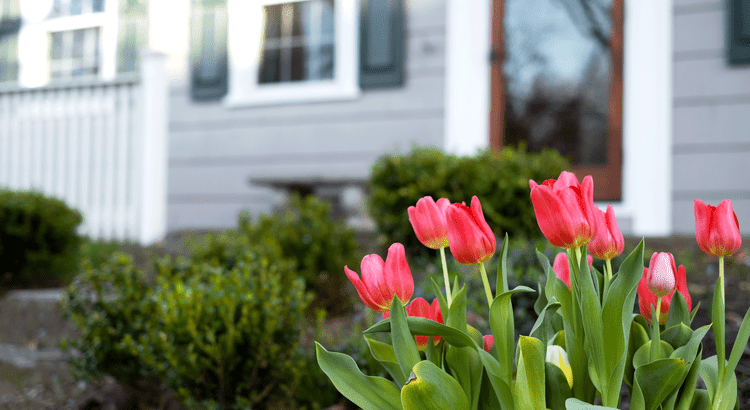 A close-up view of vibrant red tulips in the foreground, blooming amidst green foliage.