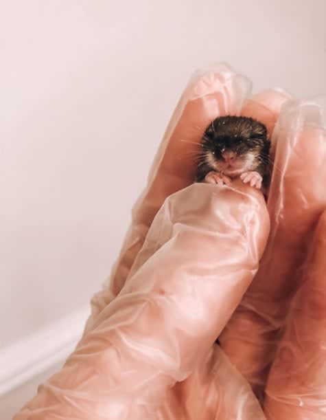 give boldly animal rescue