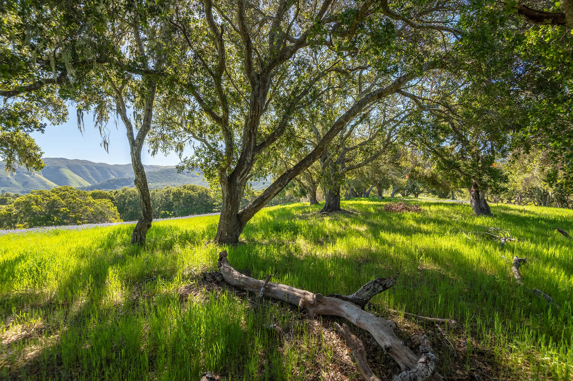 9 Mesa Trl - Preserve Lot With Plans
