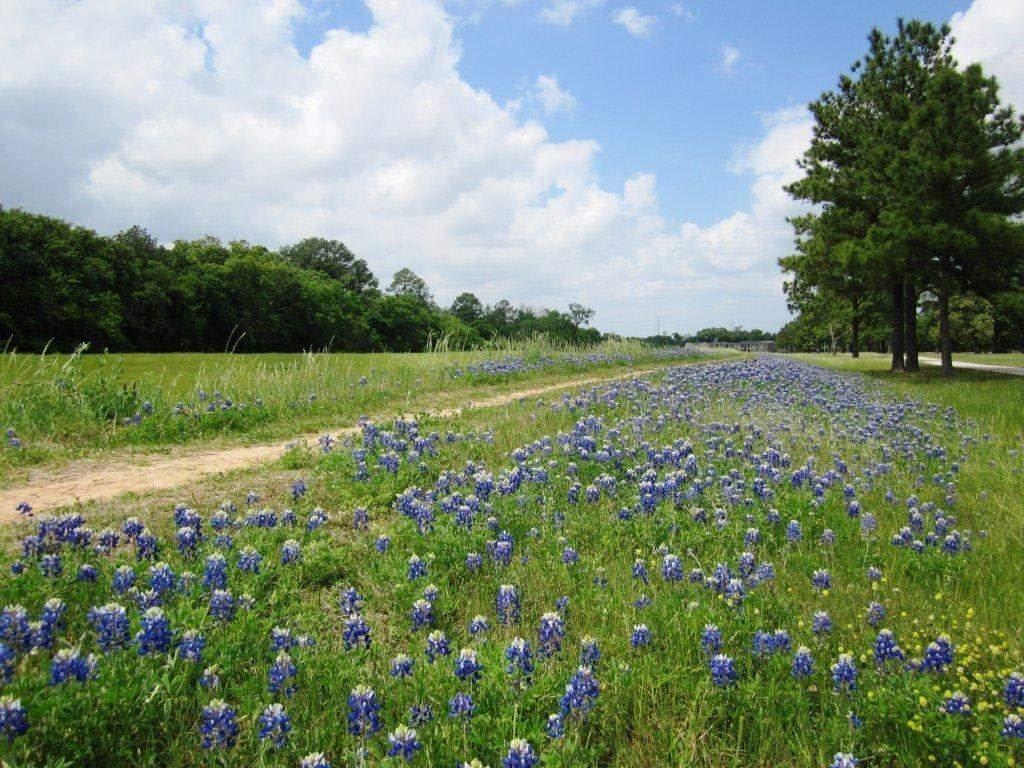 OAK FOREST