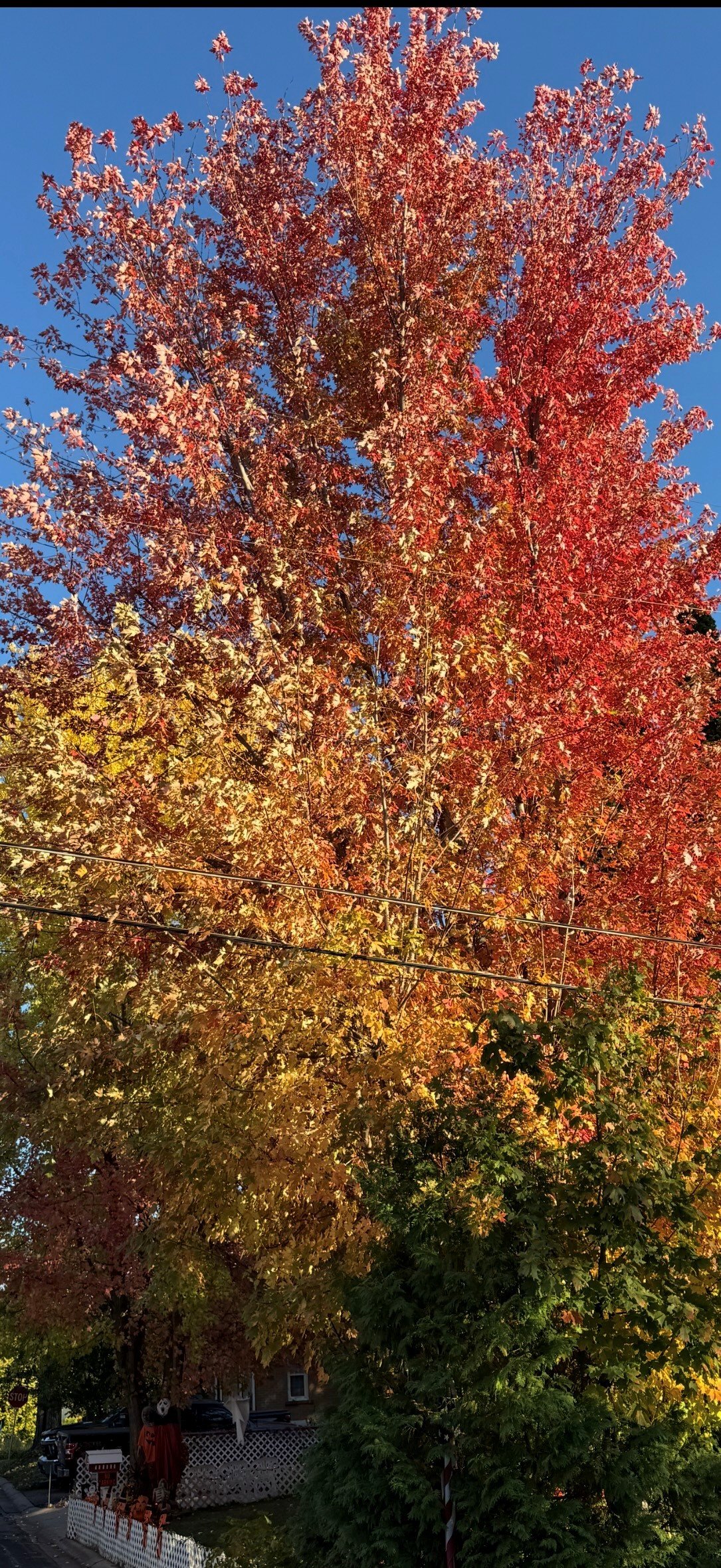 Minnesota fall colors along a scenic road with vibrant autumn leaves