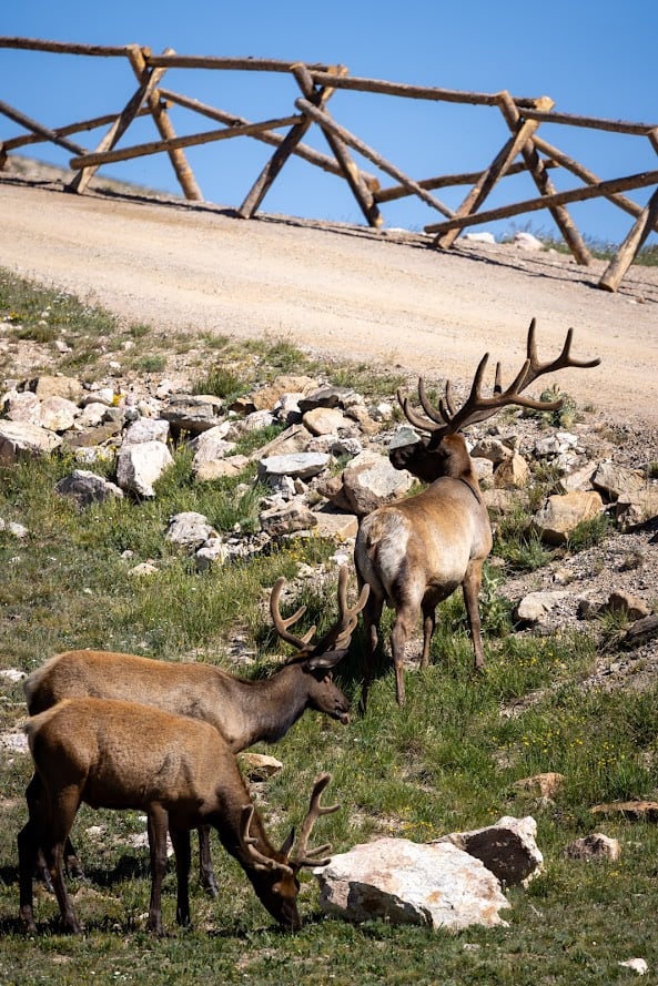 Driving Into the Wild: A Sensory Journey Along Old Fall River Road