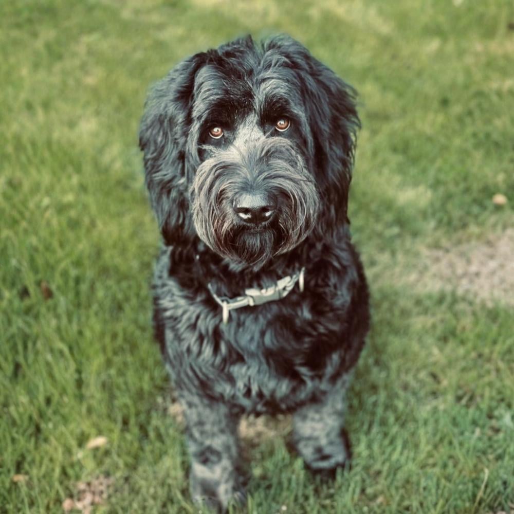 Sadie Phoenix, AZ Real Estate Agent Headshot