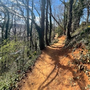 A sunlit dirt trail winds through leafless trees and green undergrowth.