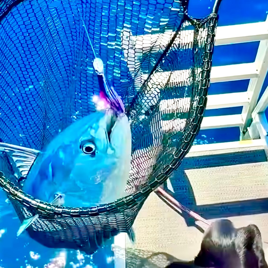 Bonita Fishing Adventure