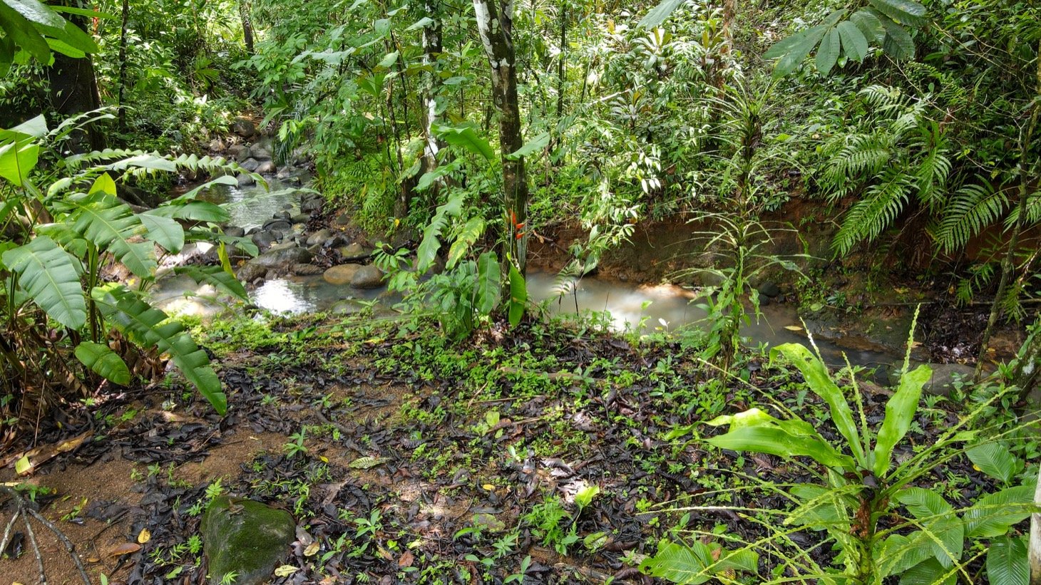 Modern House For Sale With Jungle View, Peaceful Stream, and Rental Cabins