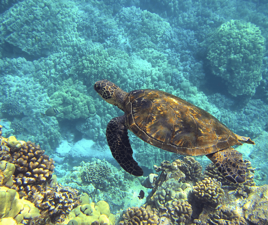 The Journey of Juvenile Sea Turtles in Sarasota Bay