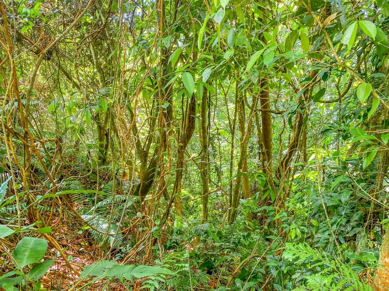 3 Bedroom Rainforest Home in Ojochal With River & Waterfall | 3.5 Acres Private