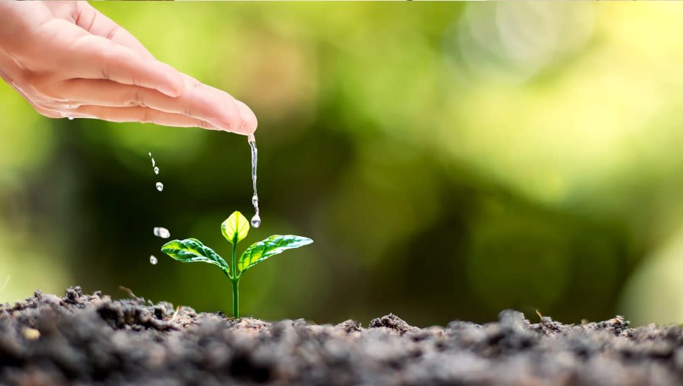 A vibrant plant being watered, symbolizing growth through a social media strategy for business success.