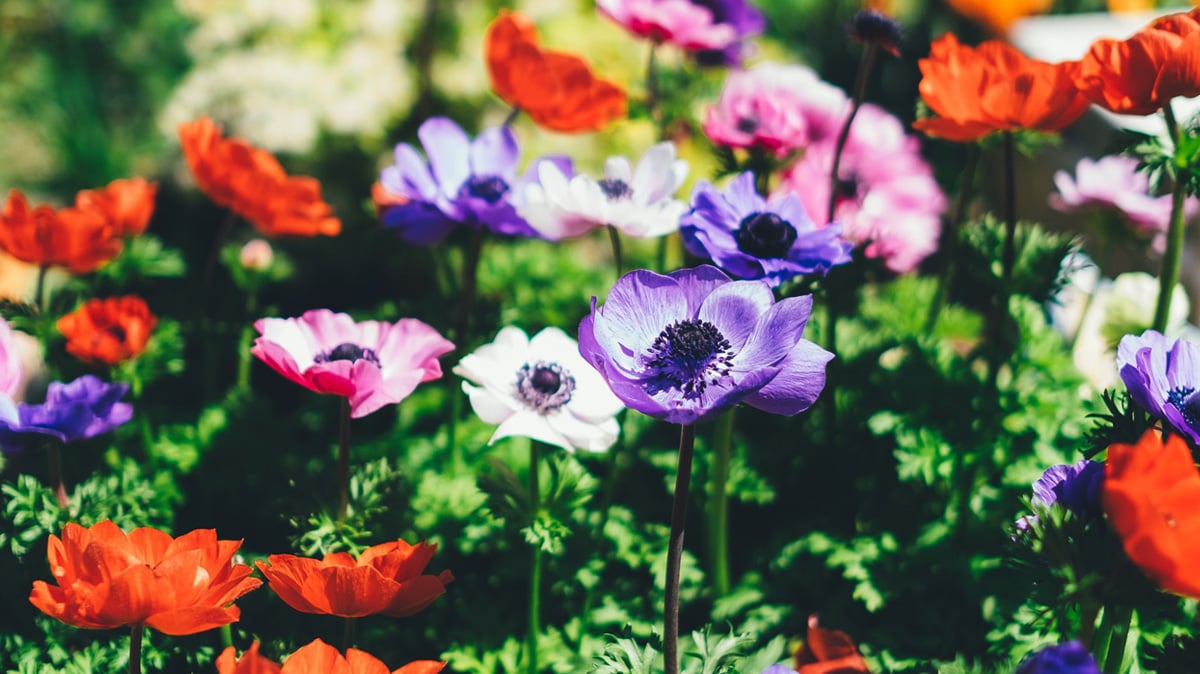 Amazing DIY Garden Projects Anyone Call Pull