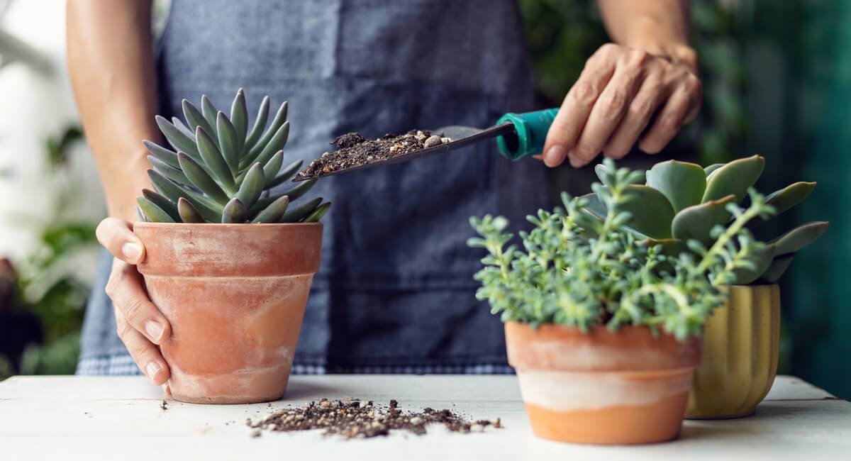 7 Plants That Need To Be Taken Inside