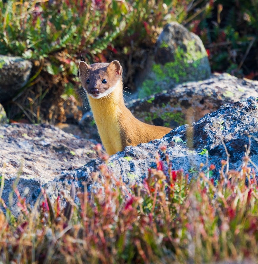 Where the Road Meets the Sky: Driving Trail Ridge Road