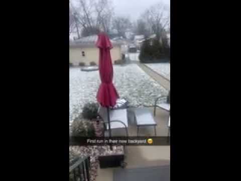 Happy Dogs at Their New House!