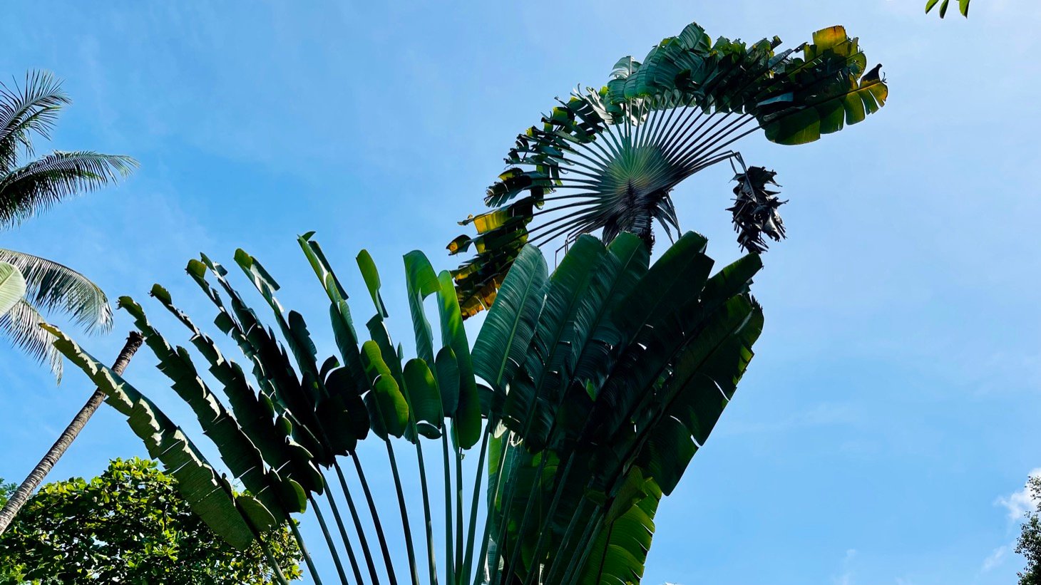 Tropical River Property with Cabinas, Pool & Event Space in Ojochal