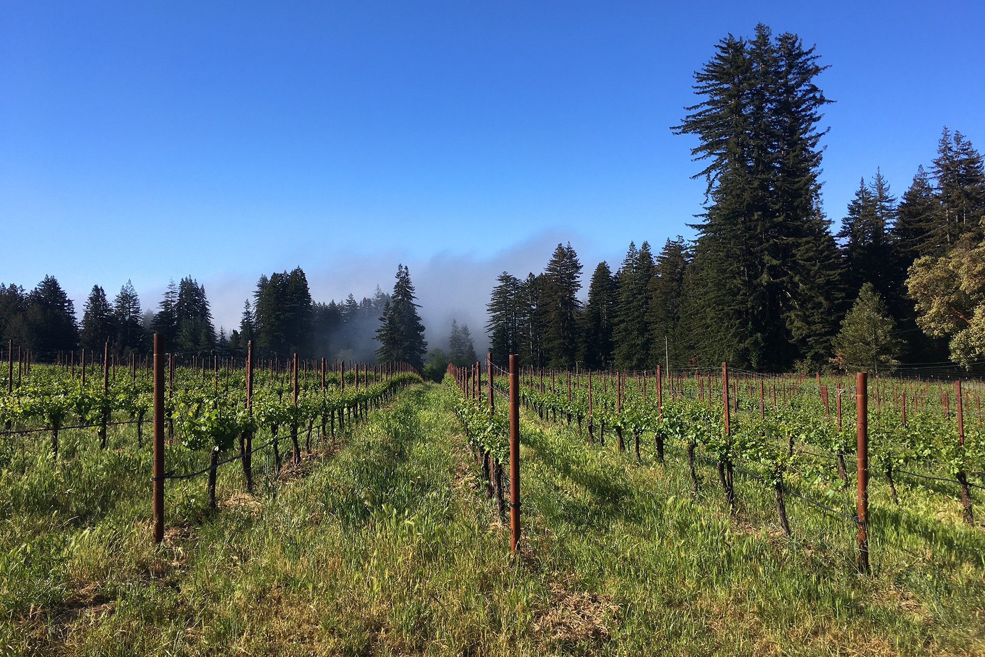 Santa Cruz Vineyard & Horse Property