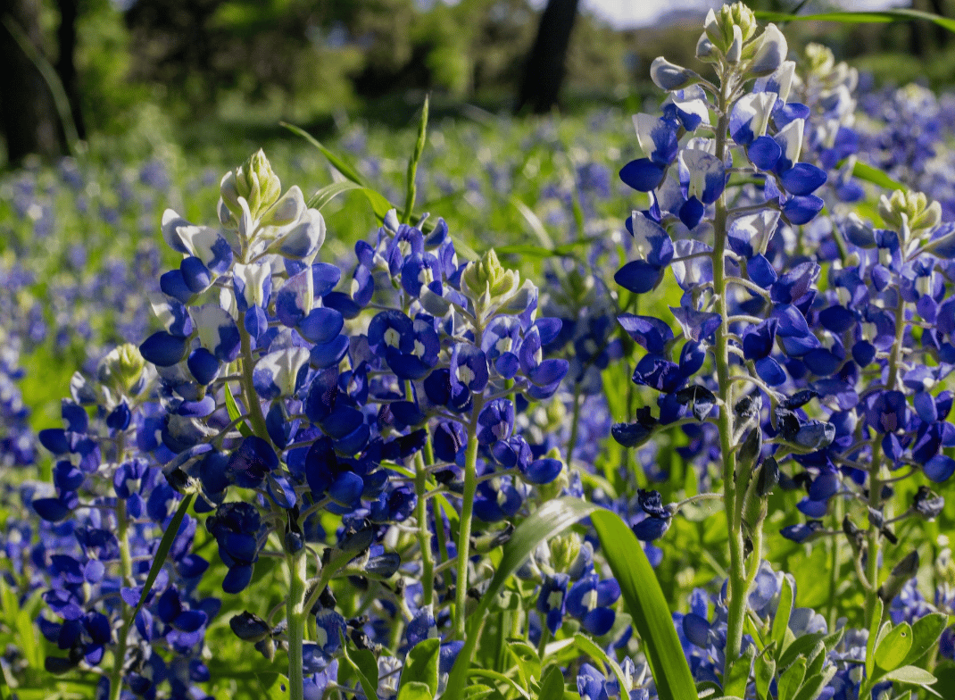 Dripping Springs or Austin? Comparing Two Central Texas Lifestyles