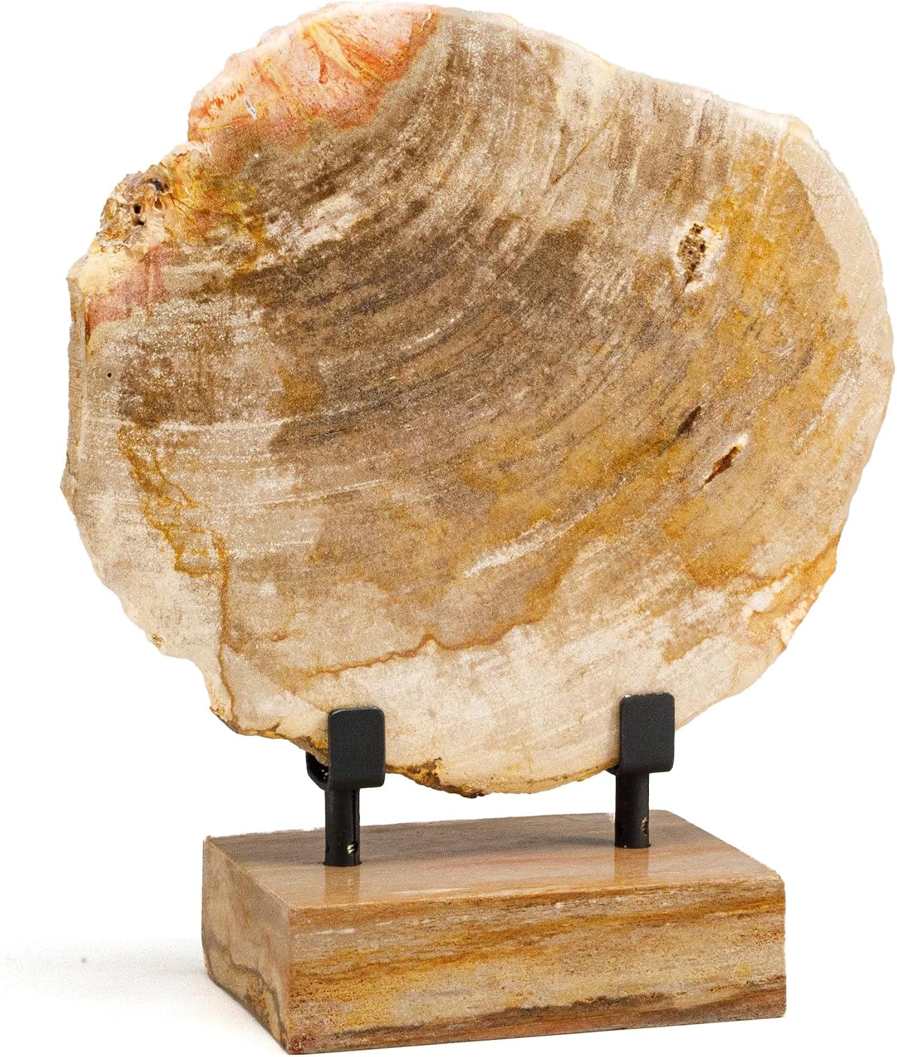Brown Petrified Wood Slice 