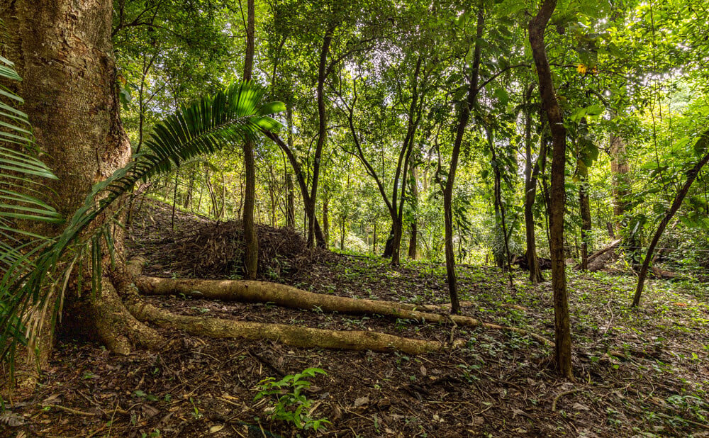 Wooded Jungle Building Lots, Nosara, Guanacaste