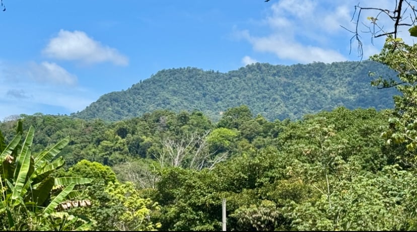 4 Development Lots  in Jardines del Morete