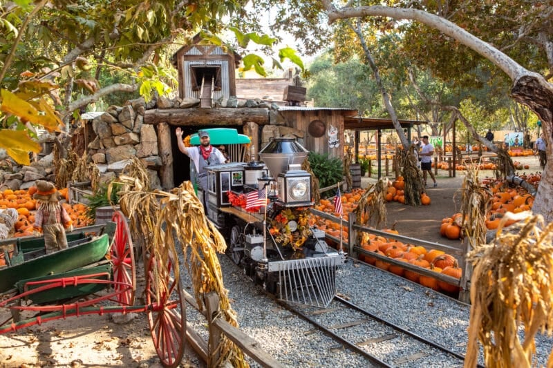 Pumpkin patch with a small train, rustic wooden structure, and pumpkins beneath leafy trees.