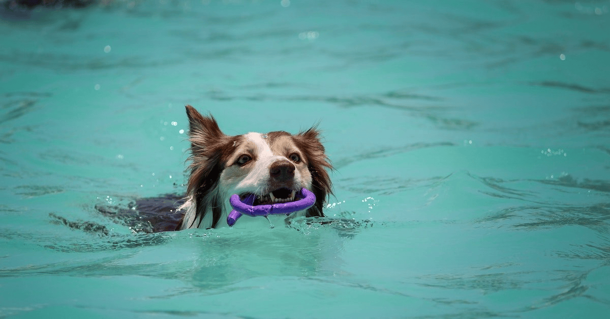 The Pros and Cons of Removing Your Pool