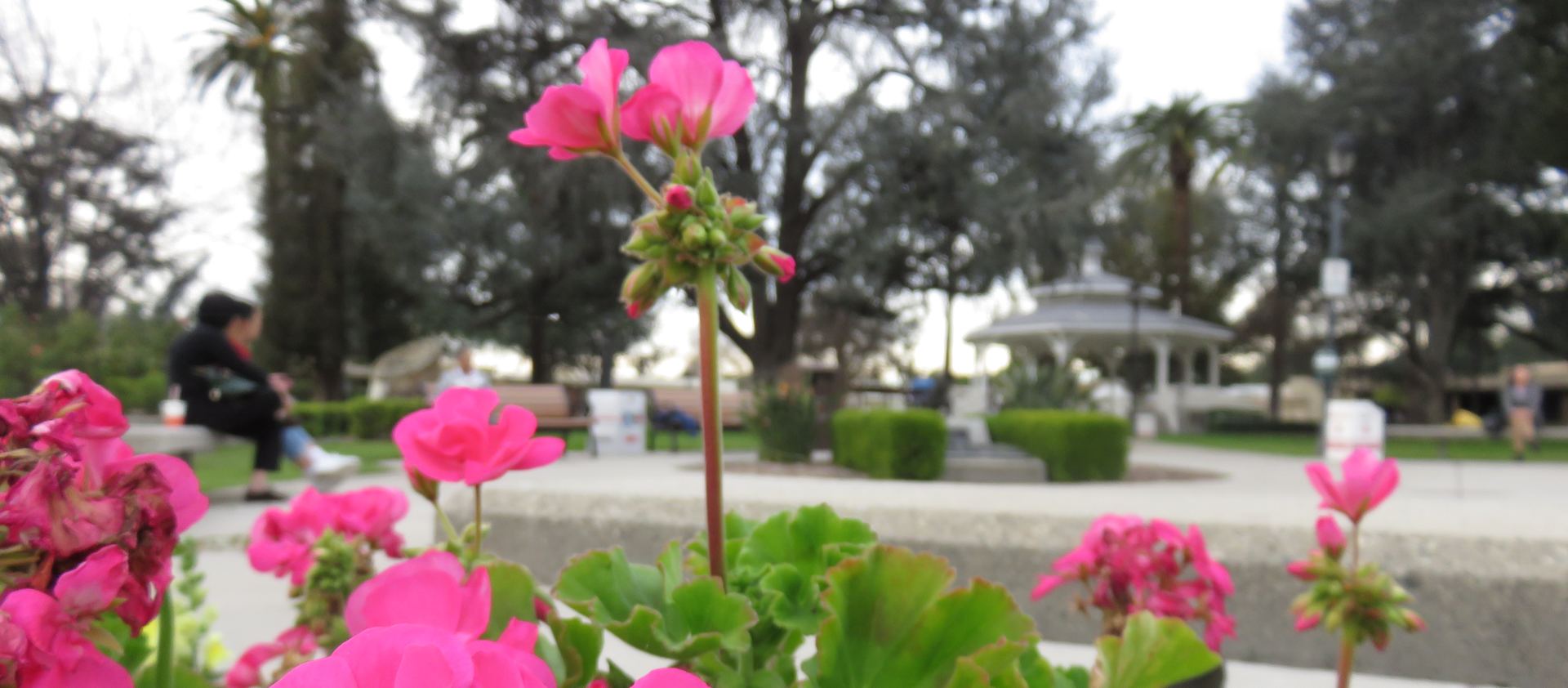 Flowers and a pavilion in a Temple City park