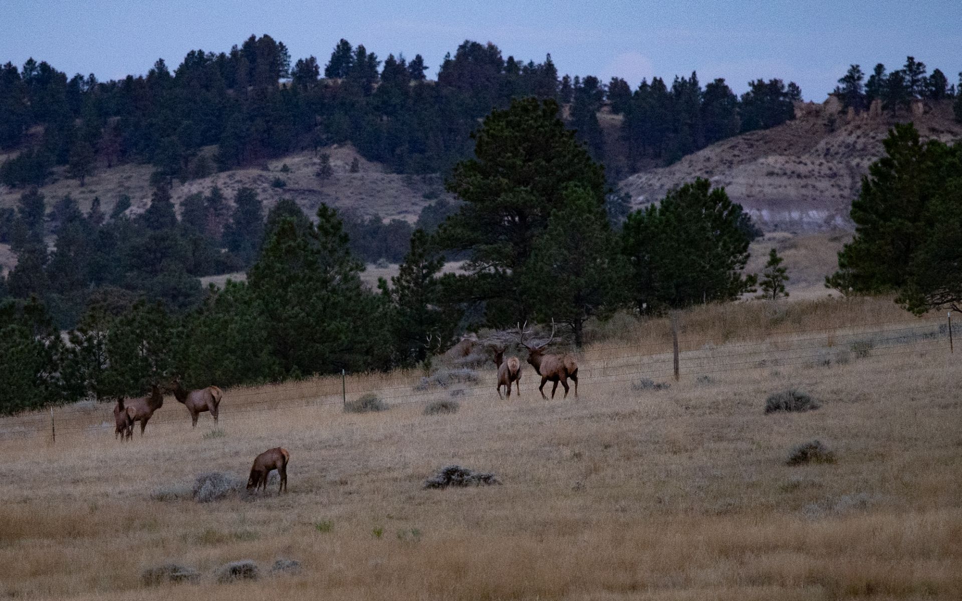 Elk Rich Ranch