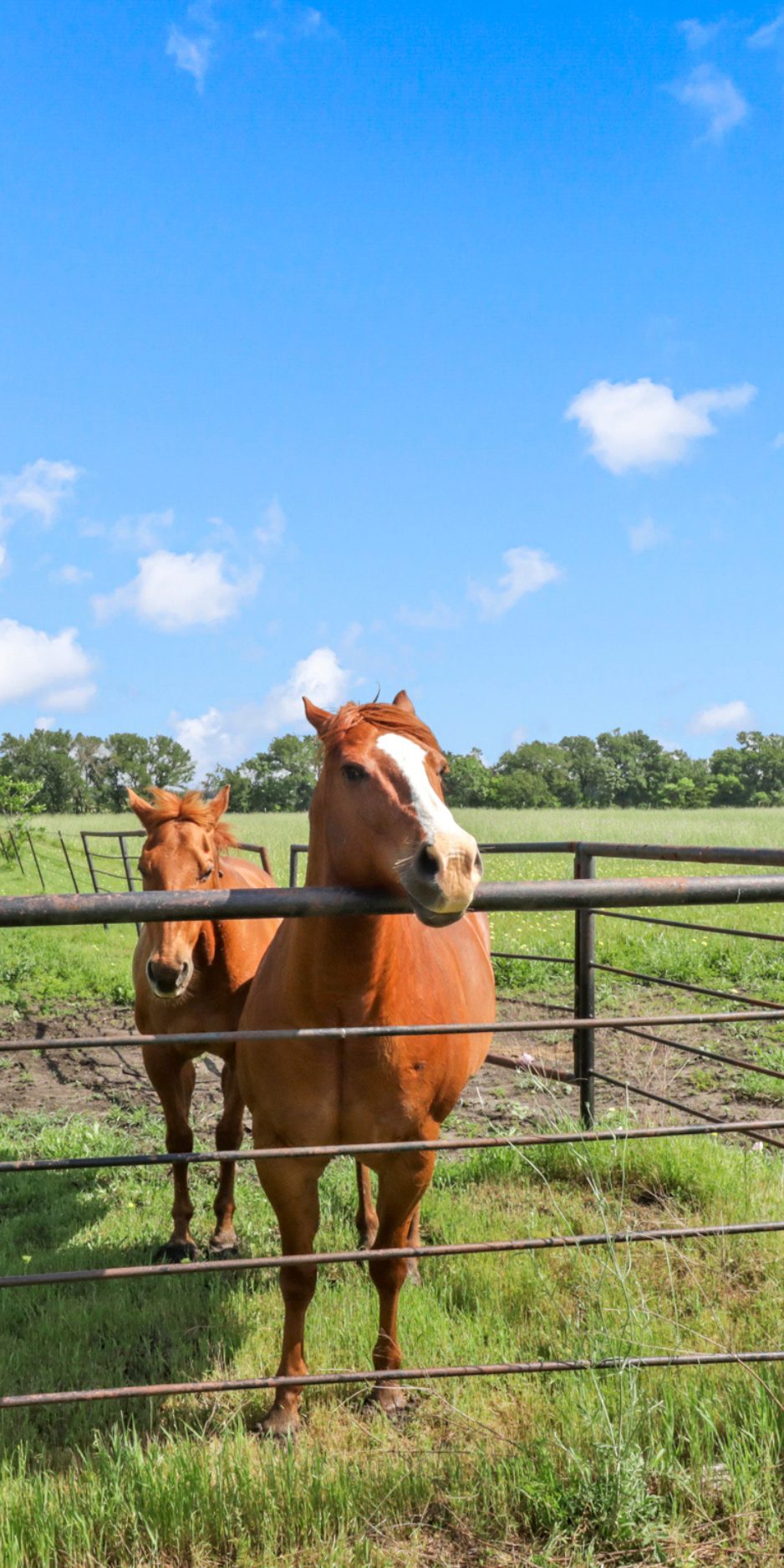 Equestrian Estates