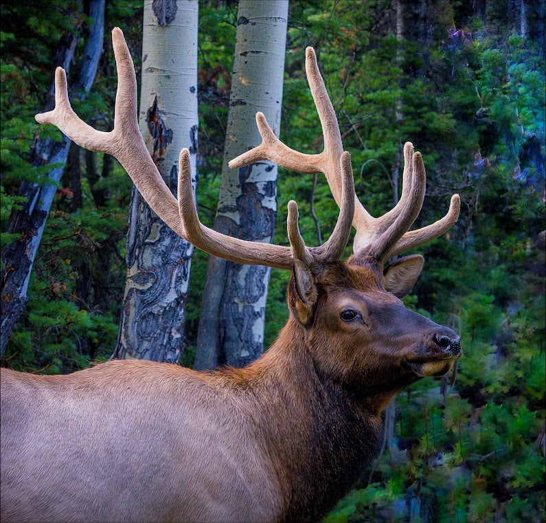 Driving Into the Wild: A Sensory Journey Along Old Fall River Road