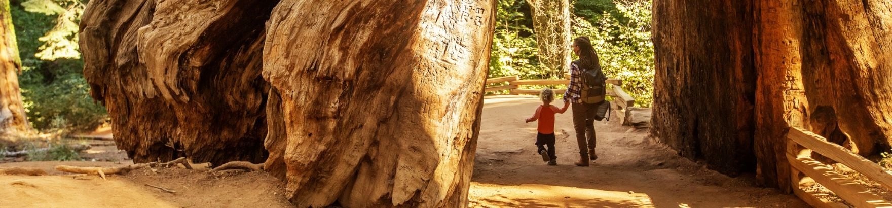 A woman and child walk between towering sequoia trunks on a sunlit forest trail.