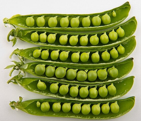 Peas, Peas, Peas on Earth