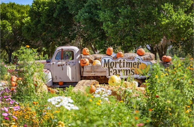 Fall at Mortimer Farms: What's Going On