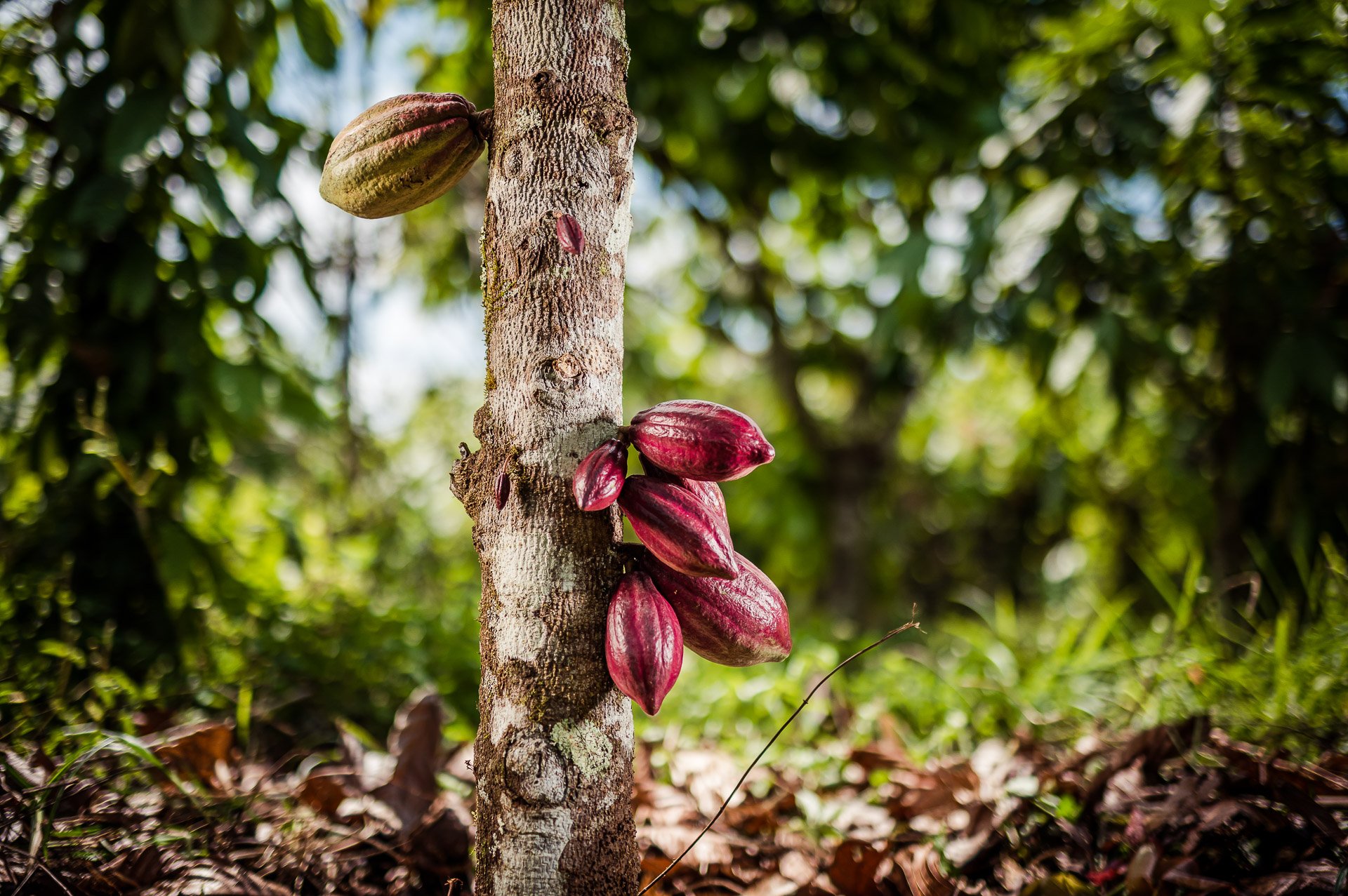 Blue Valley Cacao Farm | High-end gourmet chocolate production.