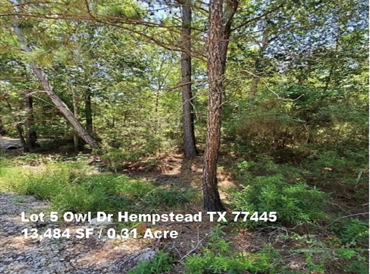 Lot 5 Owl