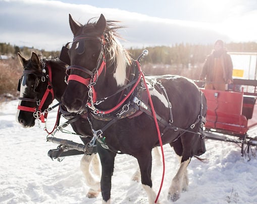 Two harnessed horses stand in the snow in front of a red sleigh.
