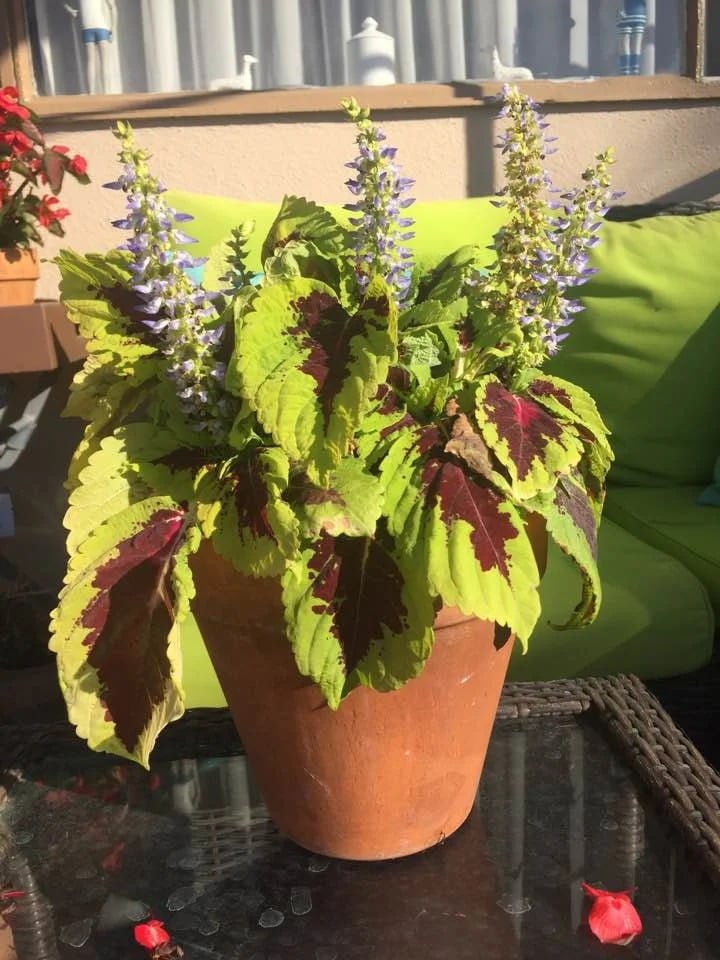 Potted coleus with lime-green and burgundy leaves and tall purple flower spikes on a patio table.