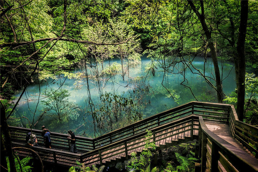 A boardwalk trail leads visitors through lush greenery at Devil's Millhopper Geological State Park near Gainesville FL things to do