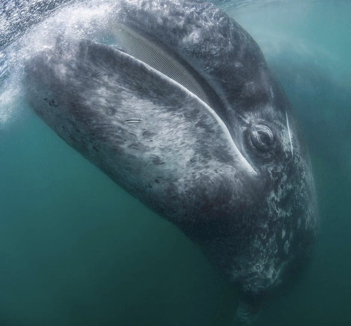 Malibu Gray Whale Migration 