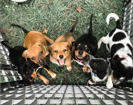 give boldly animal rescue