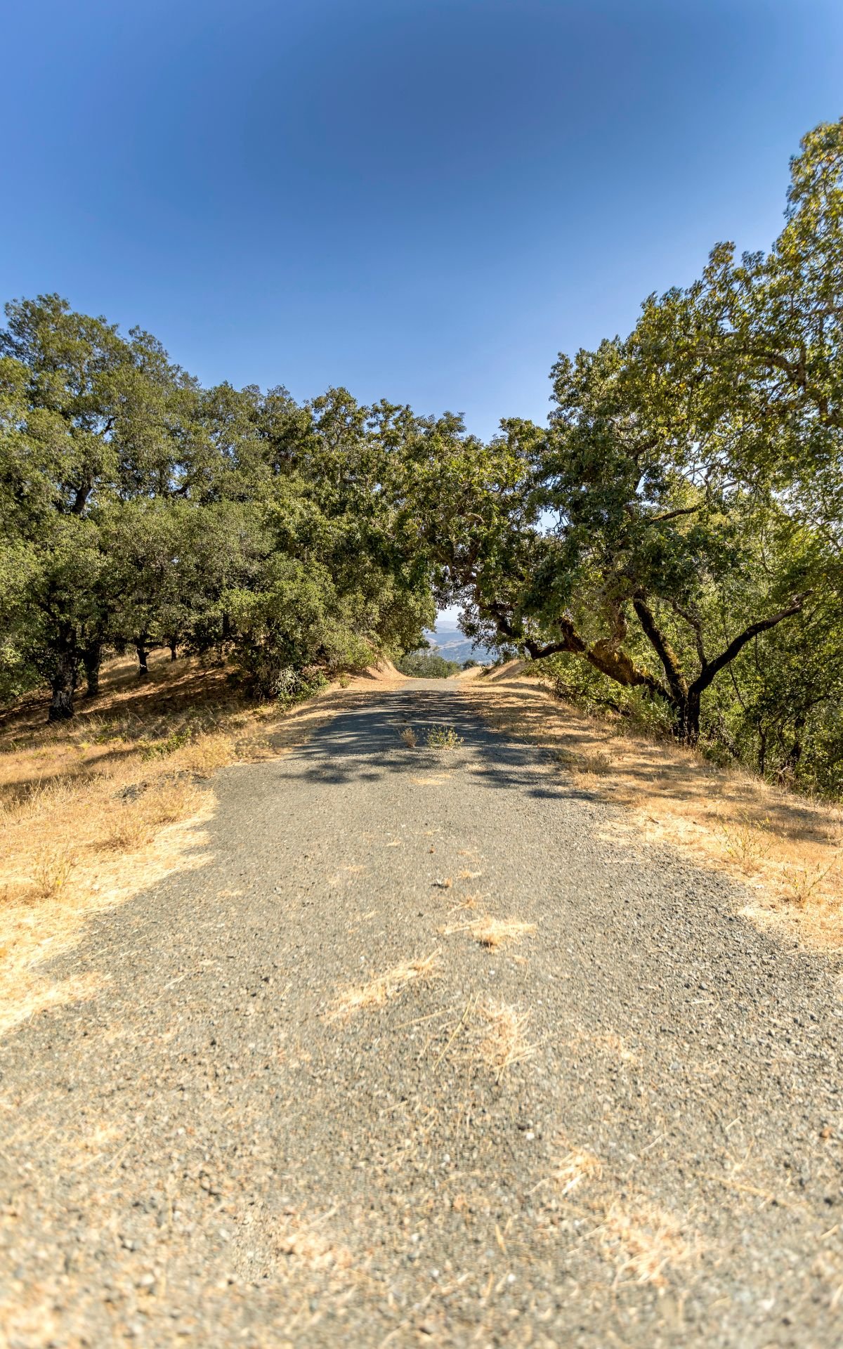 Grove Street, Sonoma
