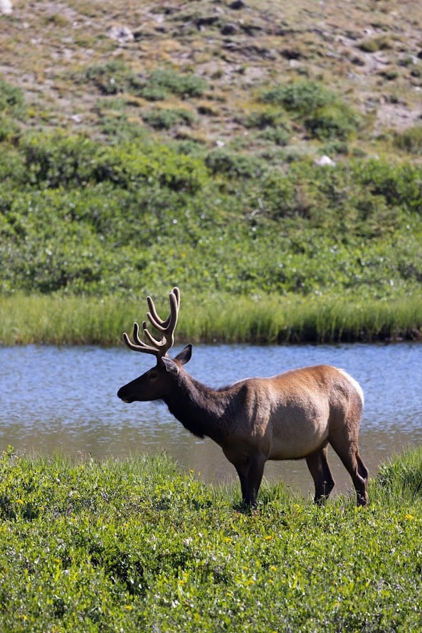 Driving Into the Wild: A Sensory Journey Along Old Fall River Road