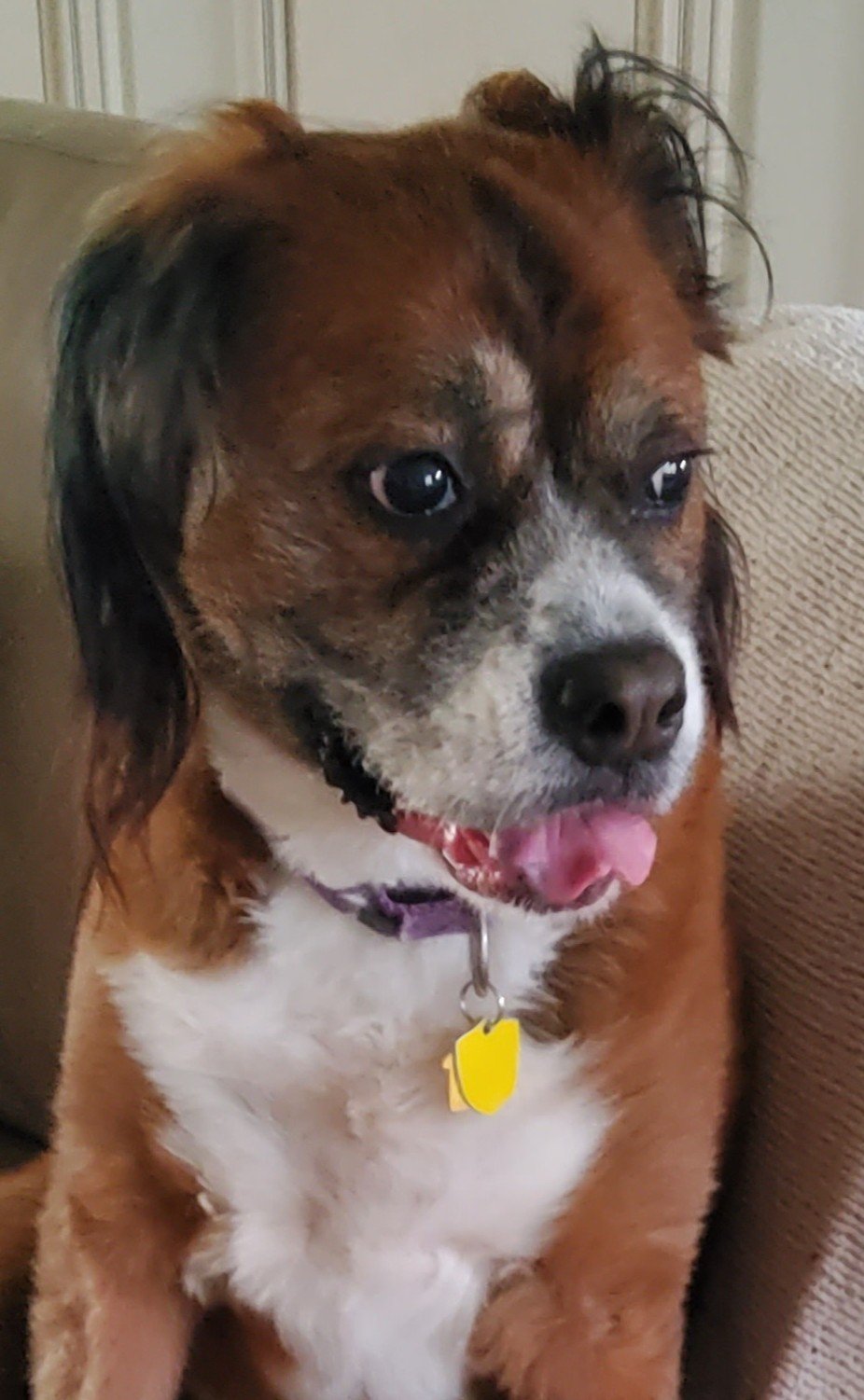 Brown-and-white dog with a purple collar and yellow tag sitting on a couch.