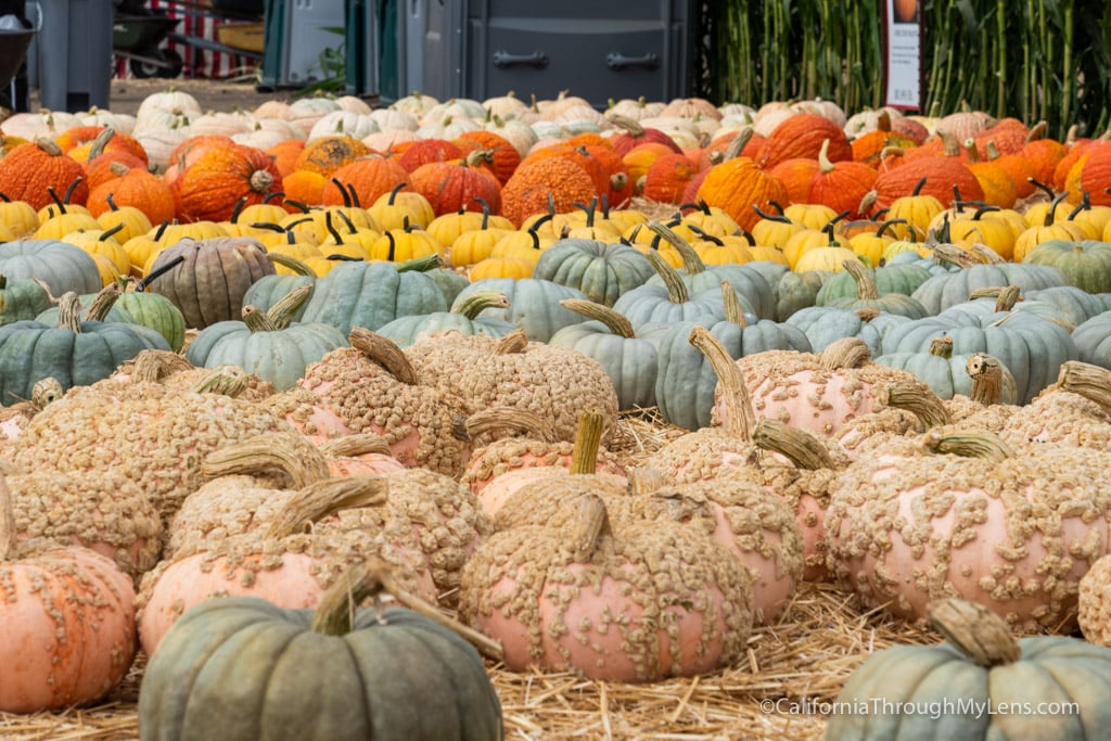 🍂 Autumn Homeowner Tips to Save Money This Season
