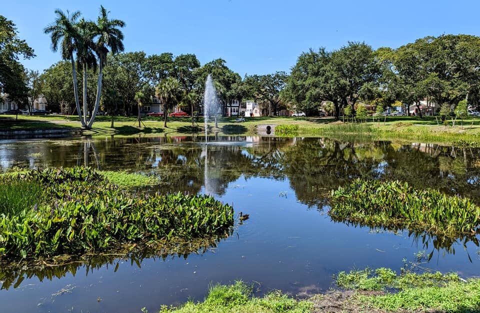 Pond and fountain bordered by palms, aquatic plants, and tree-shaded homes.