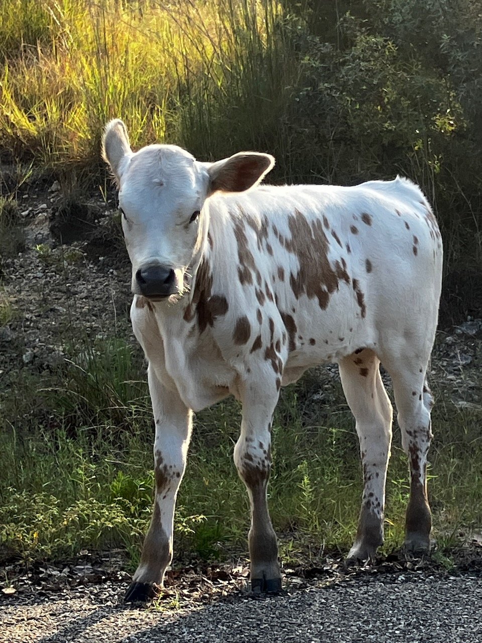 1934 N Walnut Springs Rd