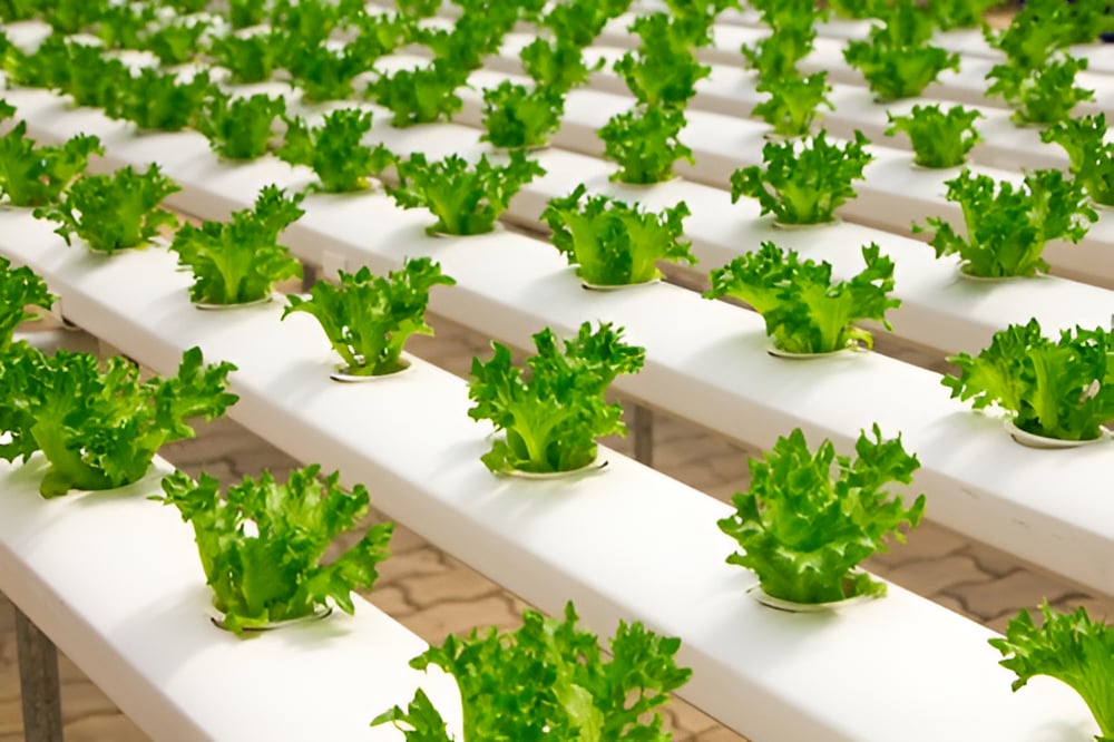 Hydroponics at Home: How to Set Up Your Indoor System