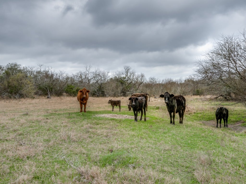 300 Acres in Goliad County 