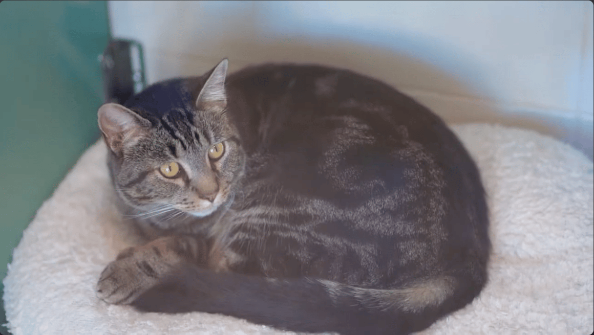 Gray tabby cat curled on a white blanket.